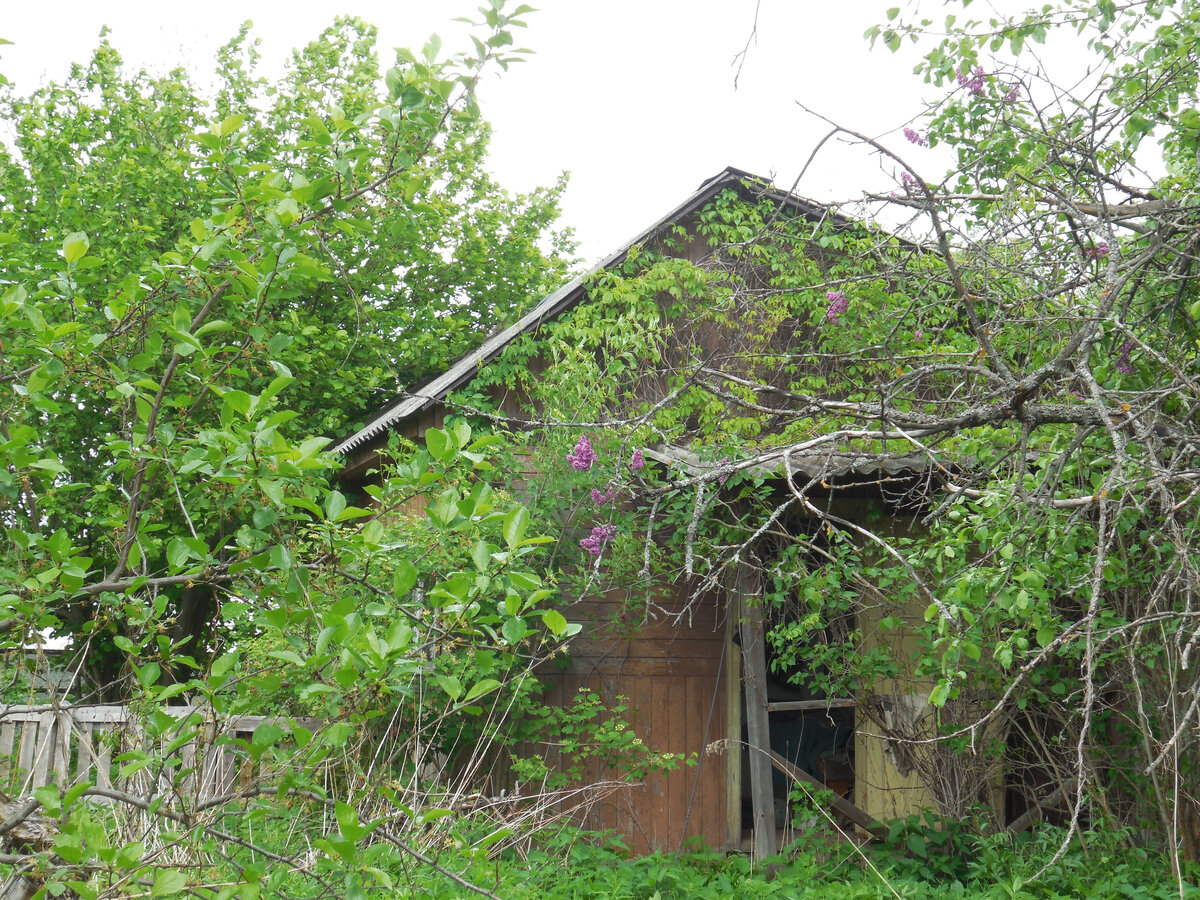 Живописно. Но грустно. Заброшенная дача рядом с нами