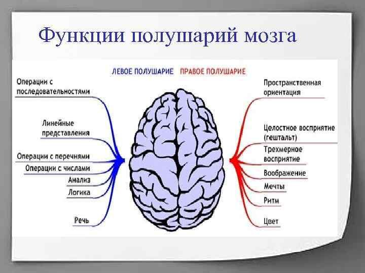 Мозг психическими функциями