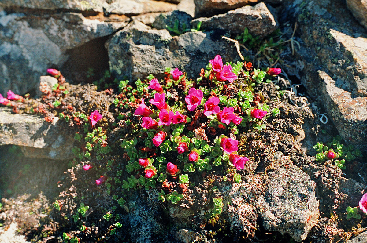 Камнеломка азиатская, Saxifraga asiatica. Фото А. Лотова