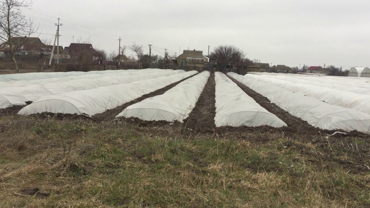 Как защитить картофель от заморозков. Как защитить картофель от заморозков. Картофель после заморозков. Подмёрзла рассада помидор. Пластиковые бутылки для утепления рассады.