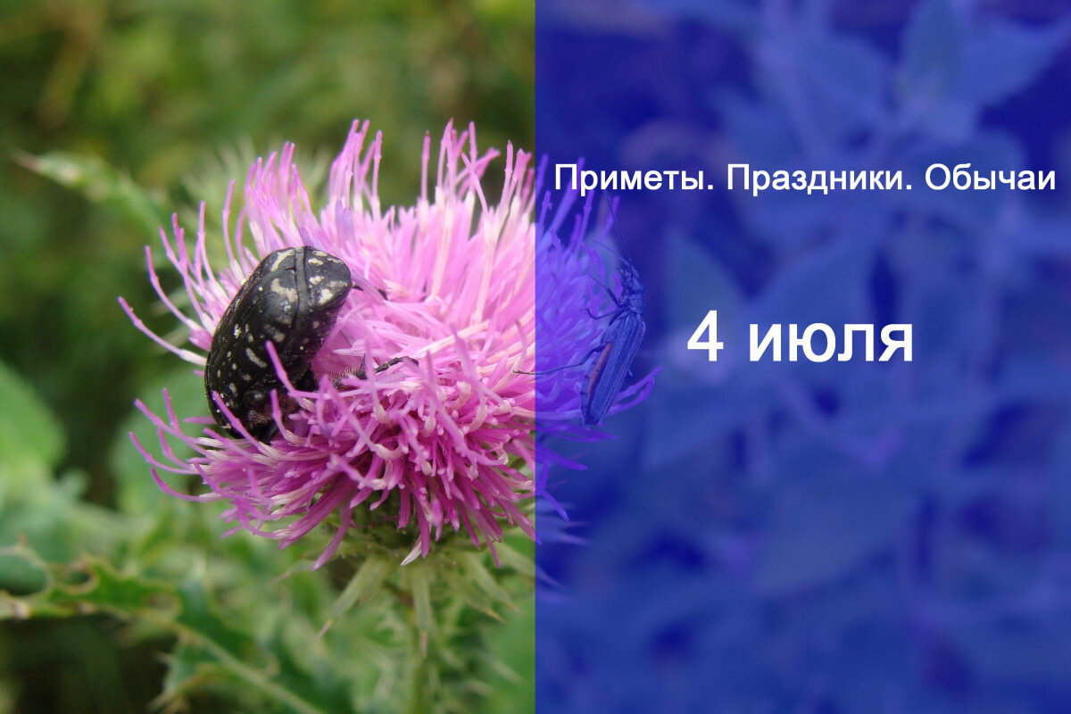 4 июля праздники в этот день. 4 Июля праздник. 4 Июля картинки.