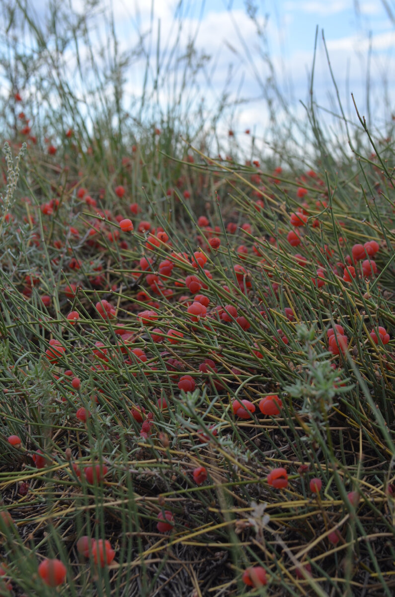 Хво́йник двухколоско́вый, или Эфе́дра двухколоско́вая, или Кýзьмичева травá, или Степнáя мали́на 