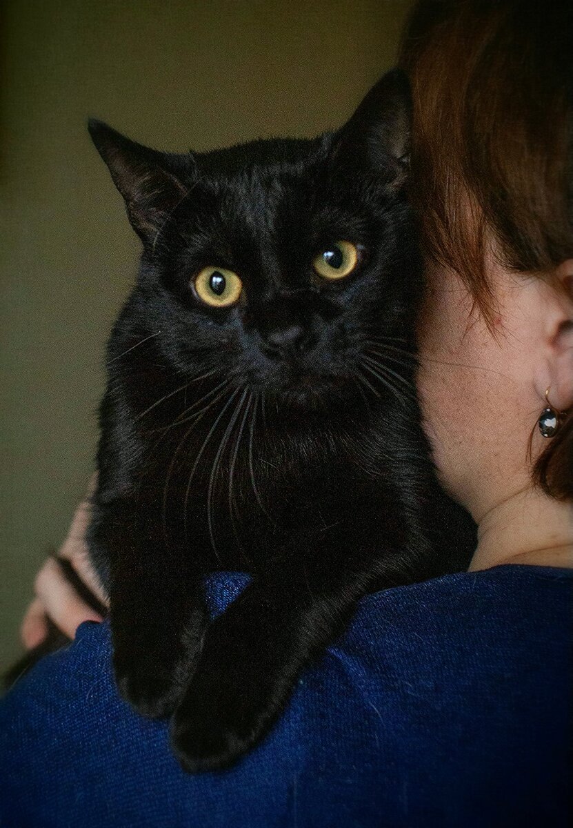 Котик Бэтмен