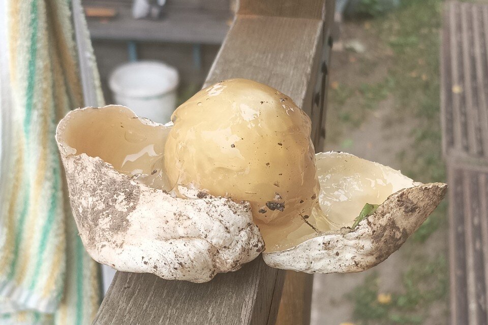     Внутри гриба оказалась сердцевина, похожая на желток. Фото: сообщество "Грибы и грибные места НСО" "ВКонтакте"