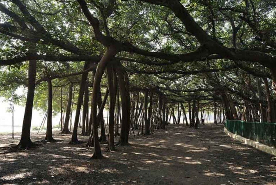 Дерево в Индии, вес которого 636 тонн