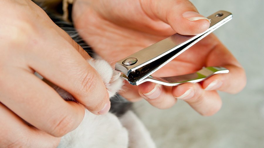 Как правильно подстригать когти кошке