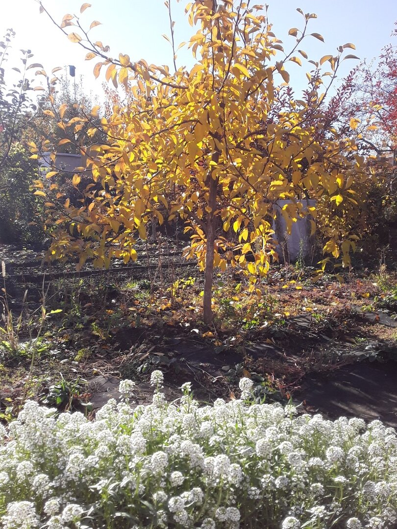 Алиссум, сорт Снежный ковер на пике декоративности осенью