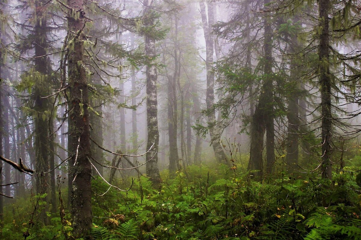 фото из интернета