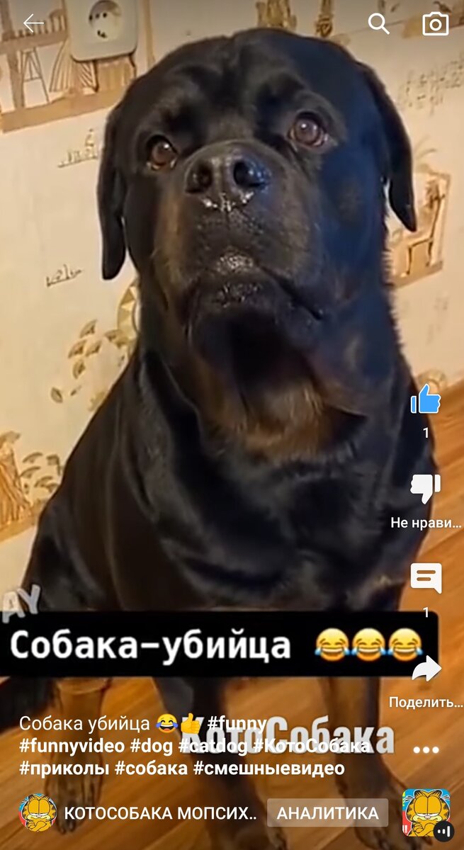 Фото снято автором канала КотоСобака