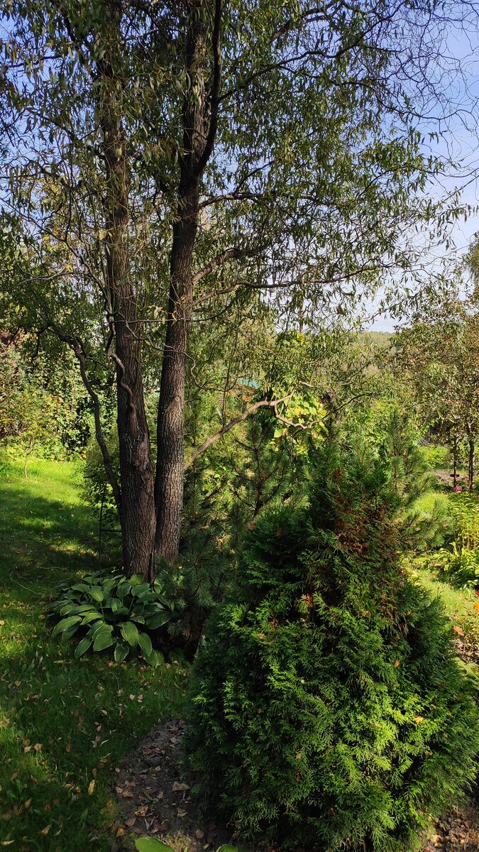 Ива кудрявая, сосна горная, туя 