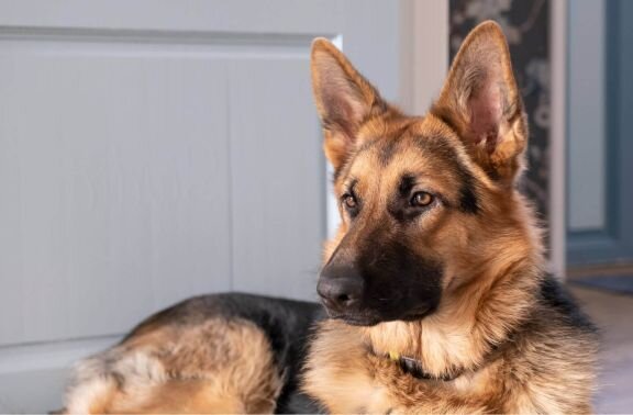 немецкая овчарка