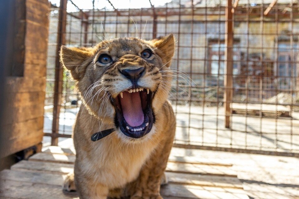     Львица открыла неисправную задвижку и напала на женщину. Олег ЗОЛОТО