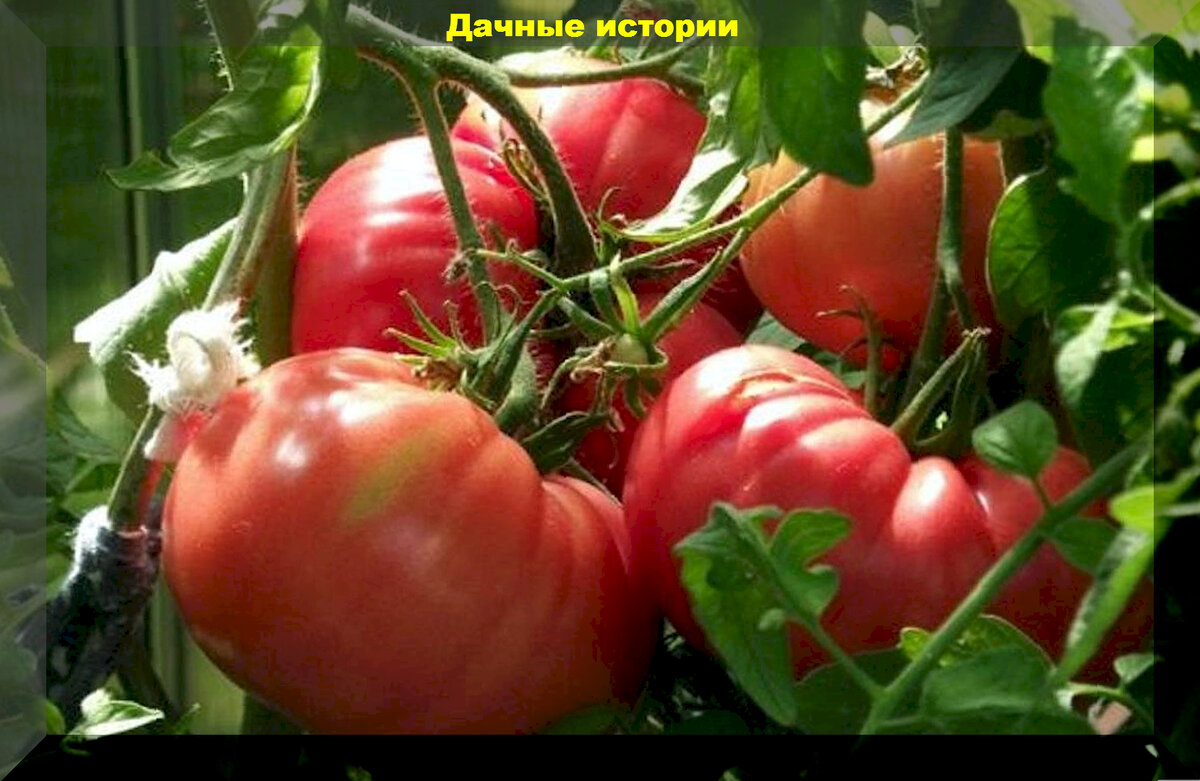https://vk.com/photo-159774511_457258633. "Тунгус"