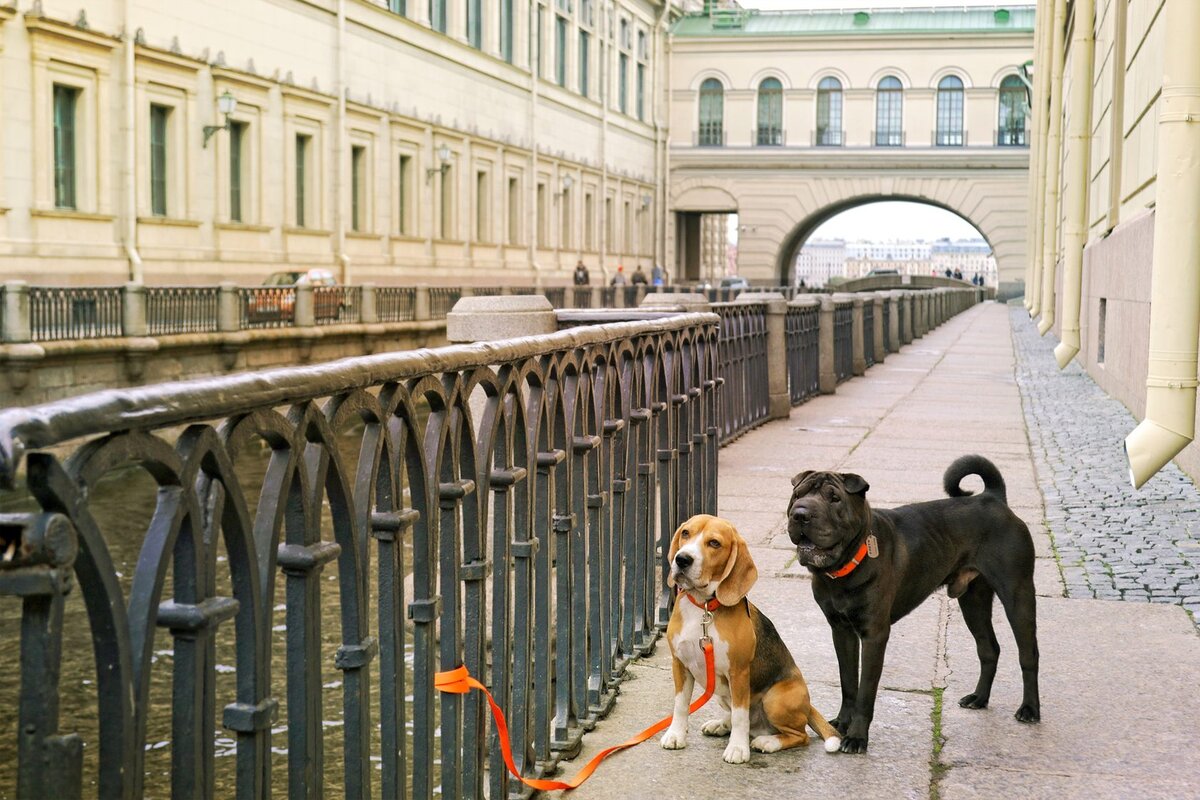 Собак спб отзывы. Прогулки по Петербургу. Прогулка. Питер прогулка. Прогулка с собакой.