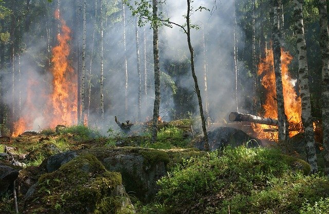 Весной в России общая площадь ландшафтных пожаров достигла 13,5 миллиона гектаров, это больше территории Греции.