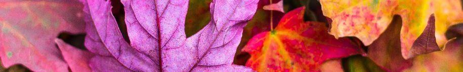 "Овен гороскоп"