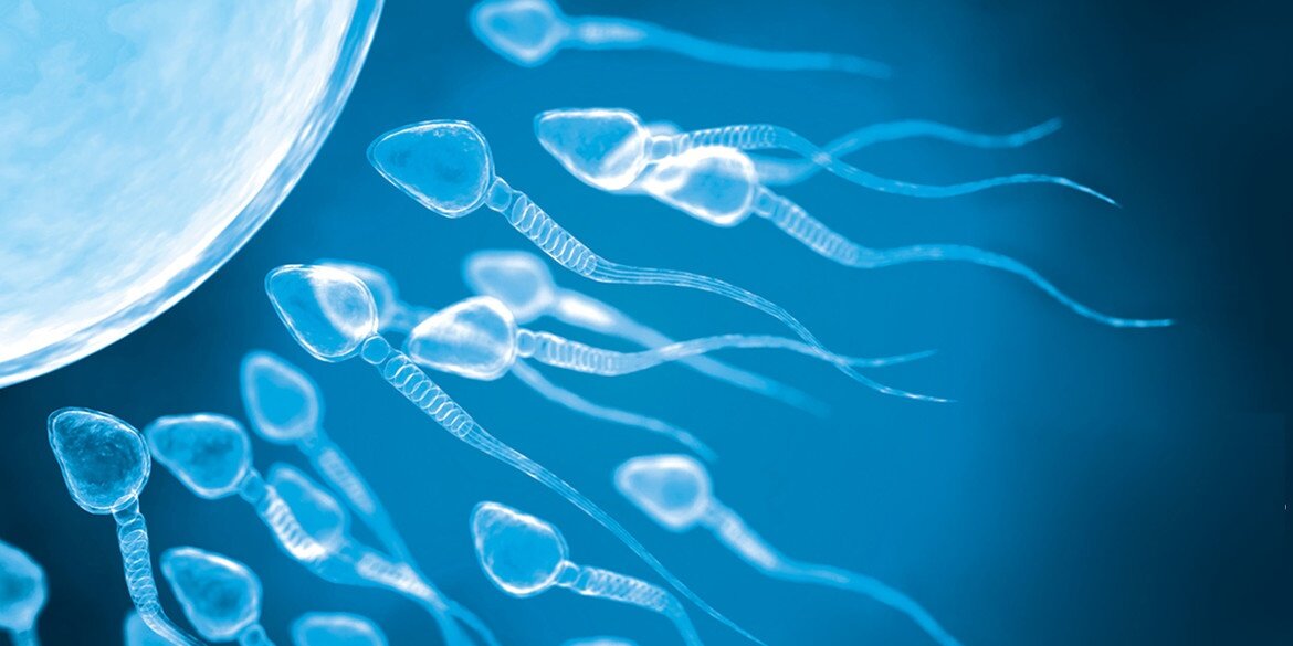 Движение сперматозоидов к яйцеклетке.