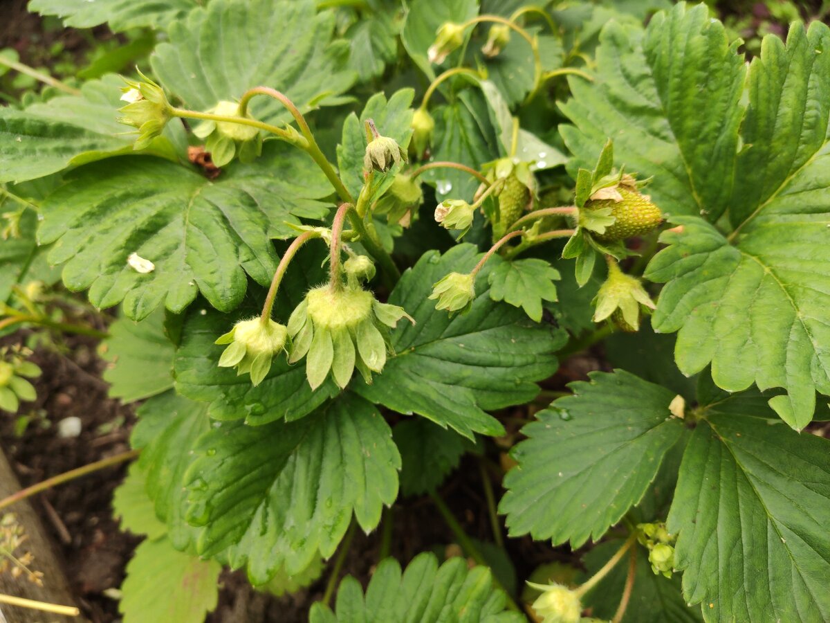 Клубника отцвела, появляются первые ягоды