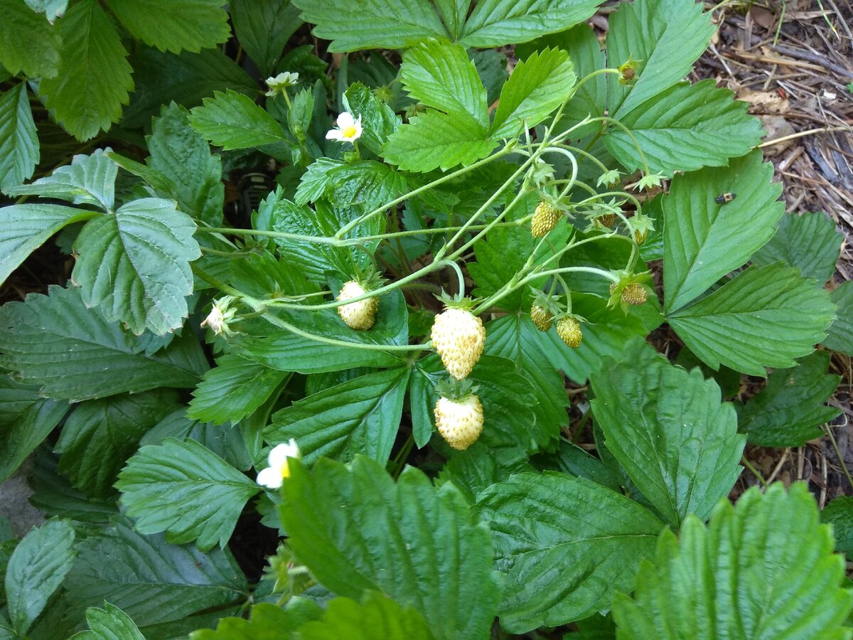 раст белые ягоды фото 98
