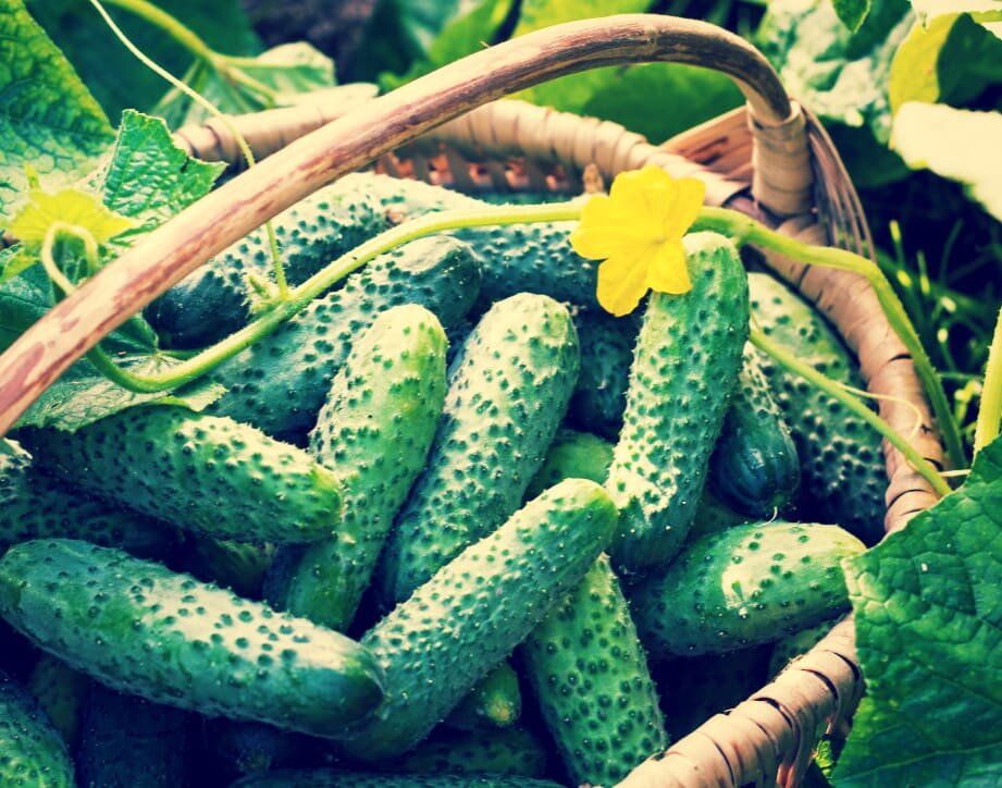 Для высокой урожайности огурцов нельзя использовать 3 подкормки.