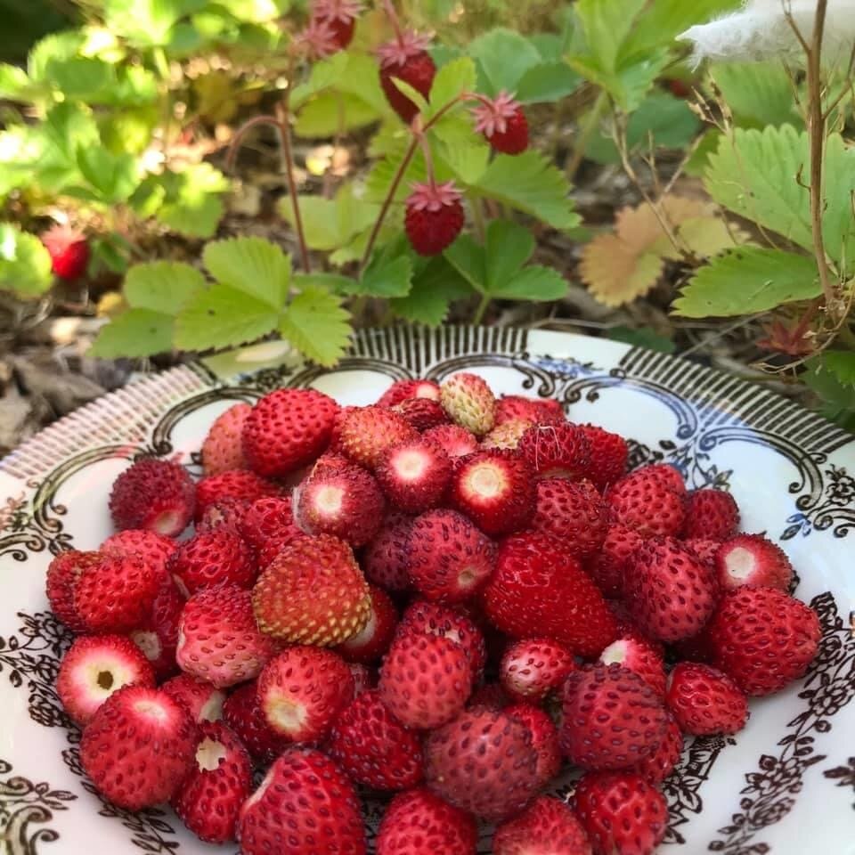 Ароматный и полезный деликатес 