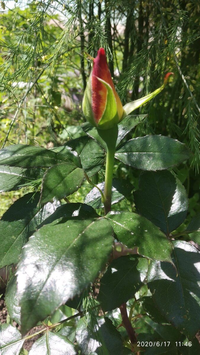 Красота природы 🌄 цветение🌹