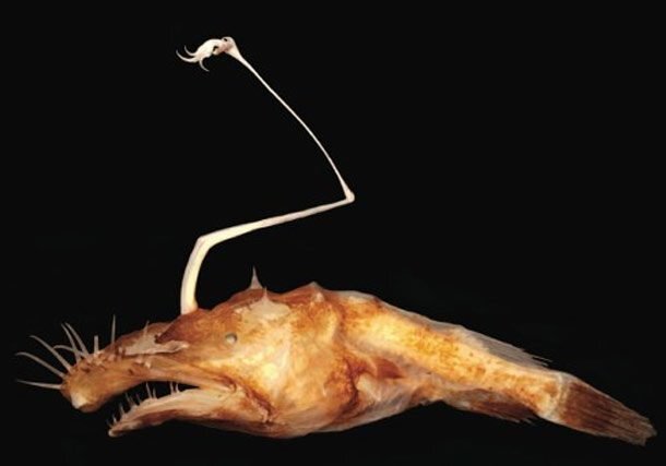 Lasiognathus dinema — рыба семейства Тауматихтовых, которая является разновидностью лучеперых рыб.