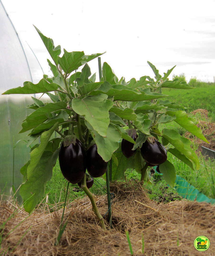 Баклажан куст. Баклажаны как их вырастить. Баклажаны кпк расткт. Баклажан куст. Баклажан растет.