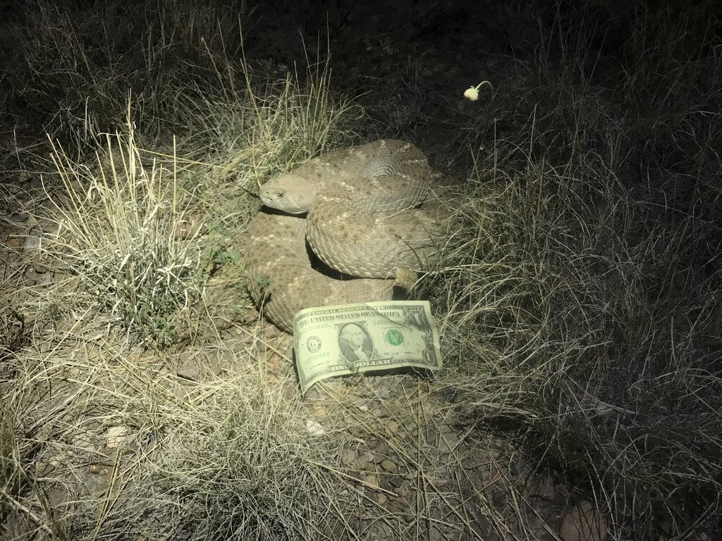 Спасибо вам за концерт, мистер гремучая змея, ваша игра на трещотке просто божественна! 