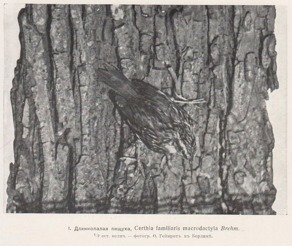 Иллюстрация из "Жизнь животных" А.Брема 1911 год