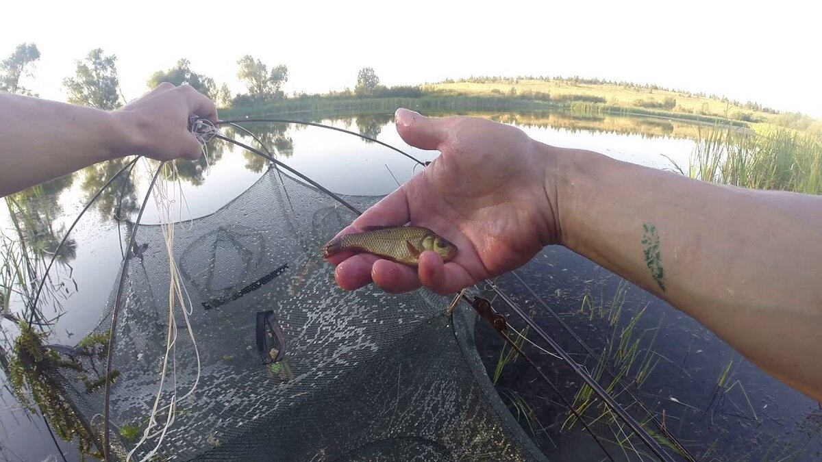 Золотой карась