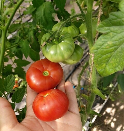 Сорта томатов, которые разочаровали, не рекомендую их сажать