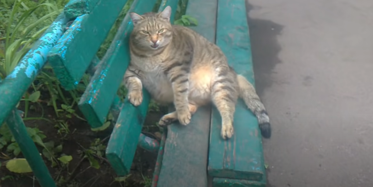 Толстопуз отдыхает от тяжелых насущных проблем! 