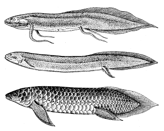 Двоякодышащие рыбы: 1 – протоптер; 2 – американский чешуйчатник; 3 – рогозуб