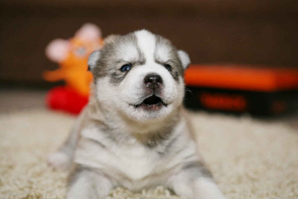 Источник: http://www.funomania.ru