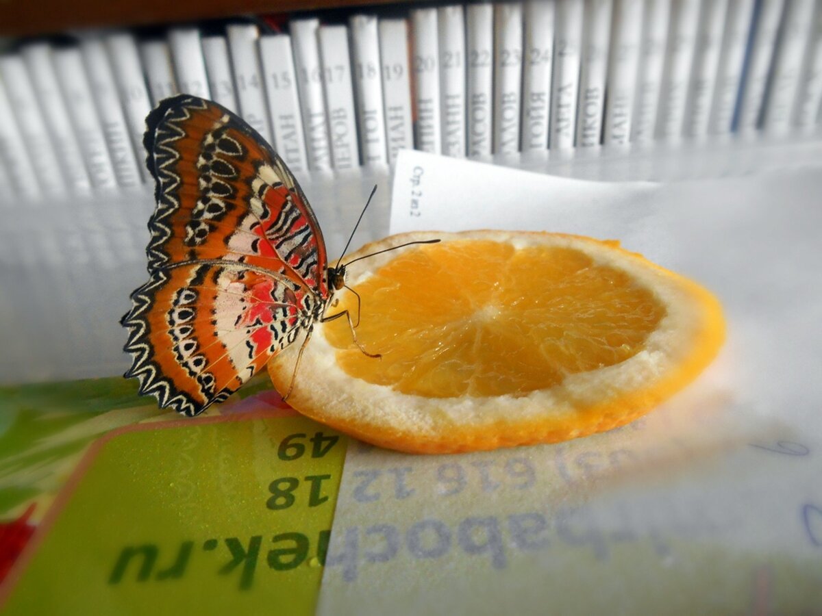 Цетози Библис (семейство нимфалиды). Кличка — Махараджа.