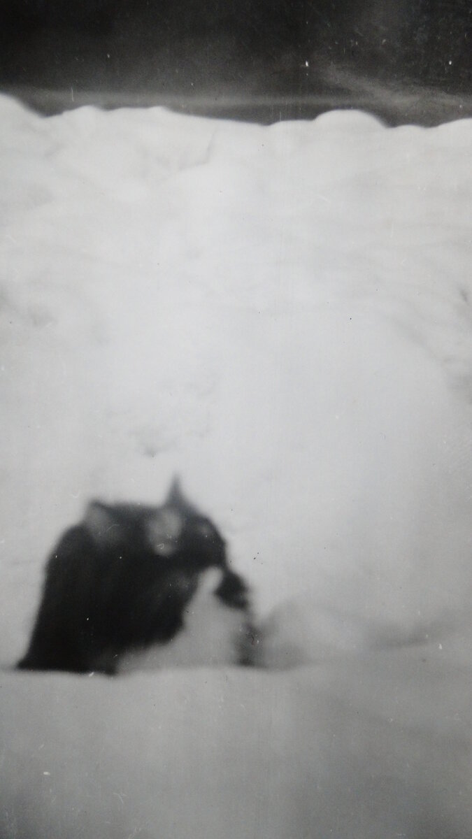 Муся в снегу. Фотографировал кто-то из семьи. 
