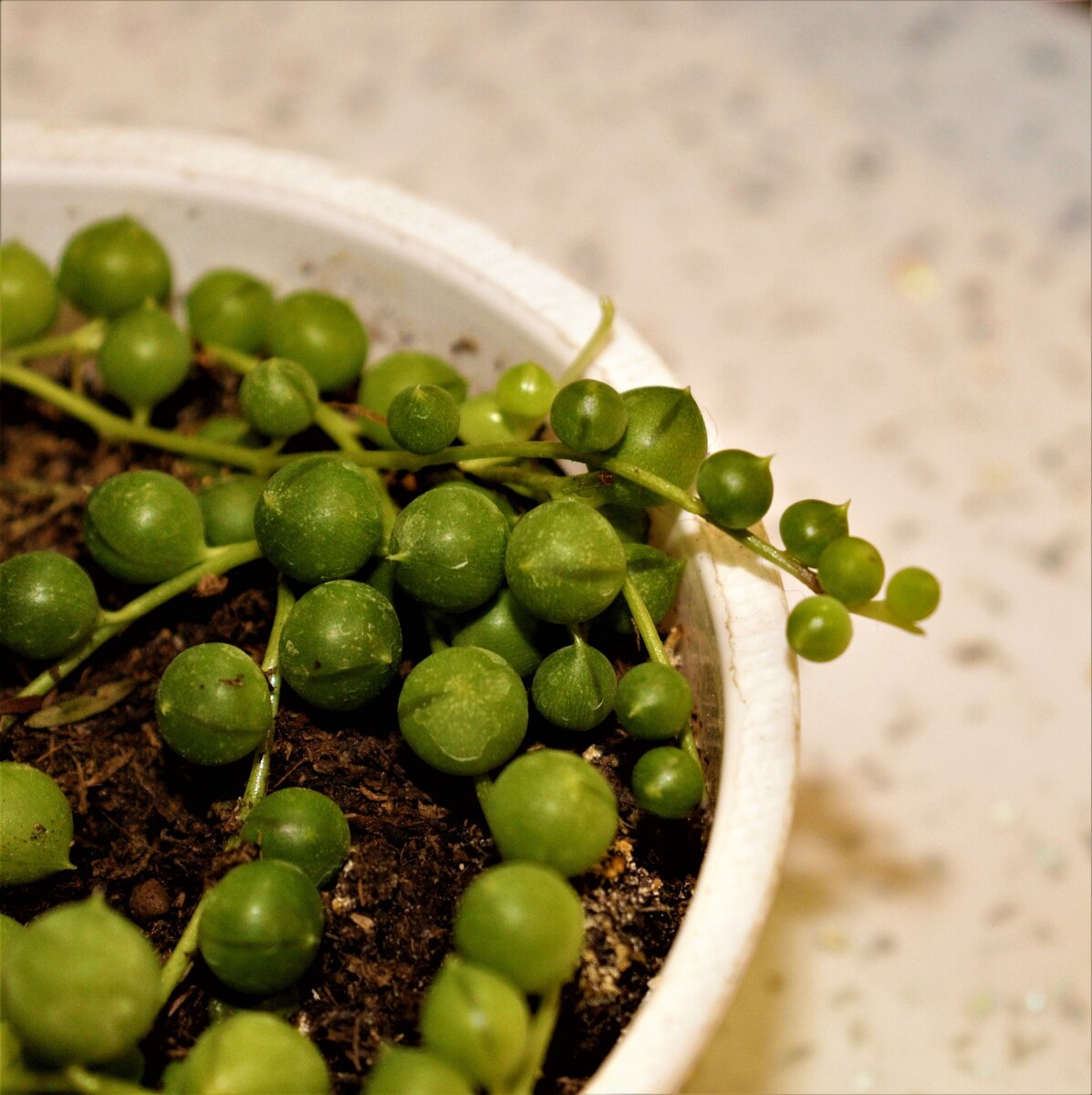 Крестовник Роули. Личное фото.