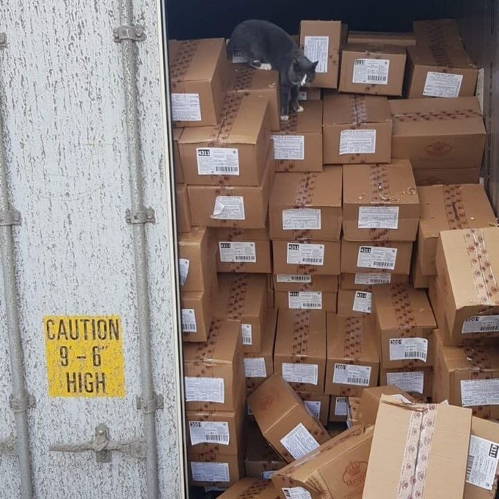 Кошка-путешественница после открытия контейнера. Фото: instagram.com/star.shine.shipping/