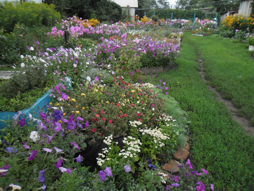 Вот уже и сею меньше, петуния сама осыпается растет, портулак то же, ага думаю, тут уже не надо ни чего сеять, вот только с краюшку приткну чего- нибудь) Кстати, от соседского дома отгородилась золотарником, а то там крапива росла под 2 метра, пусть будет лучше так )