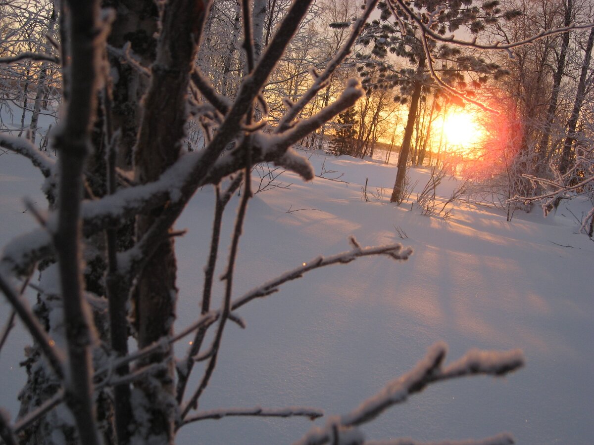 Тёплых, южных краёв создания, их звонкие голоса на нашей земле всё лето не смолкают. Если звуки те начинают угасать, мы думаем: «Ну вот, нашТорум-отец в сторону зимы поглядывает»