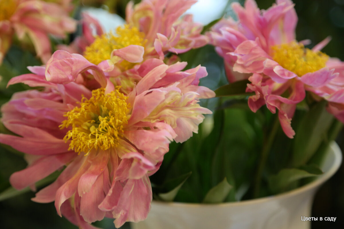 Пион "Pink Spritzer" на выставке Пионы среднего срока цветения в Клубе "Цветоводы Москвы"