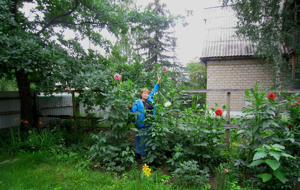 Такие  выросли высокие георгины.