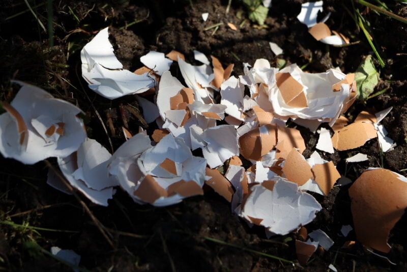 Яичная скорлупа. (Фото используется по стандартной лицензии ©ogorodnye-shpargalki.ru)