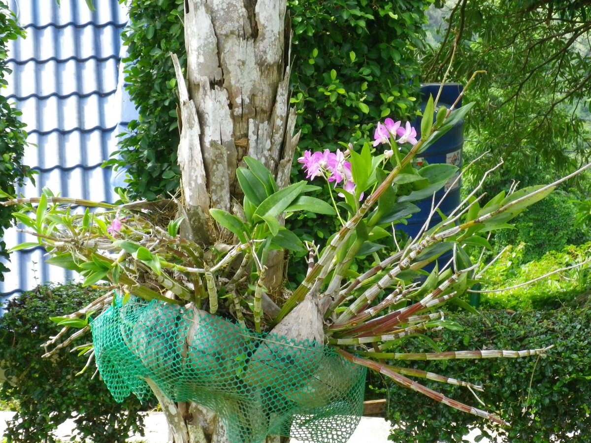 Мои любимые орхидеи растут и на пальмах,и в цветниках у каждого дома.