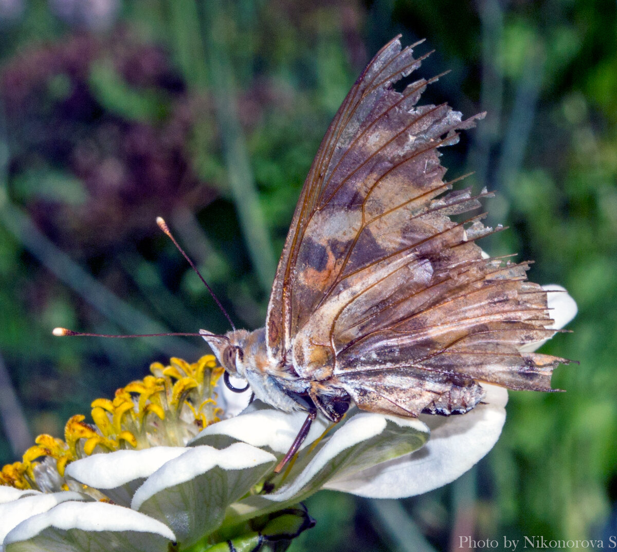 Фото автора