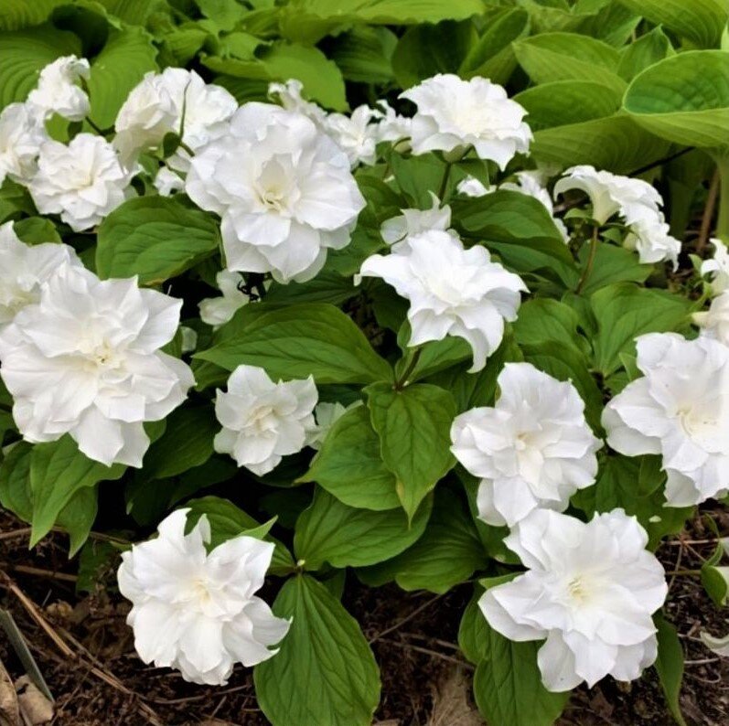 Триллиум Flore Pleno, посаженный рядом с хостами. Фото с сайта: https://clck.ru/TvDHR.