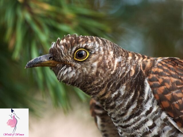 Фото с сайта https://worldofwomen.club/