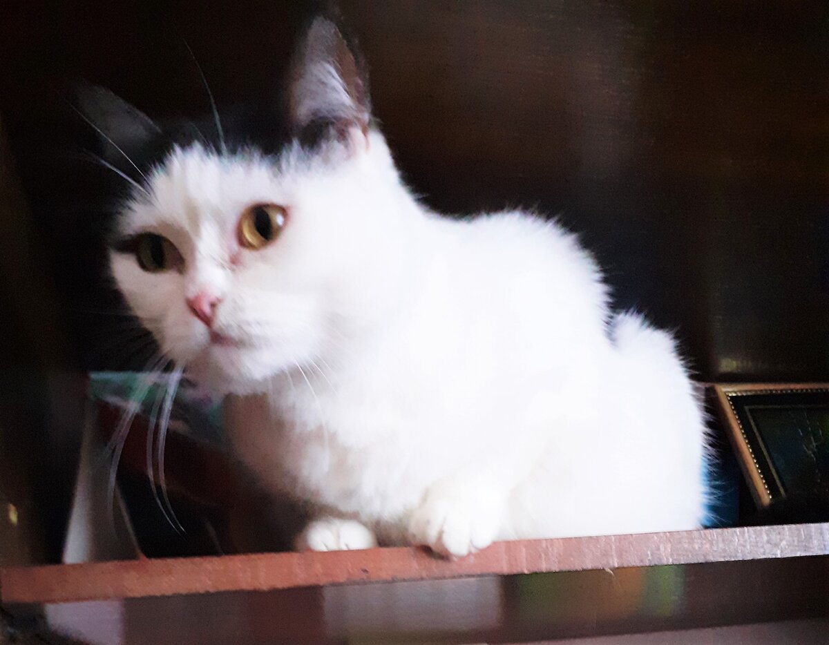 Лотушка: "Как так-то?!!!")