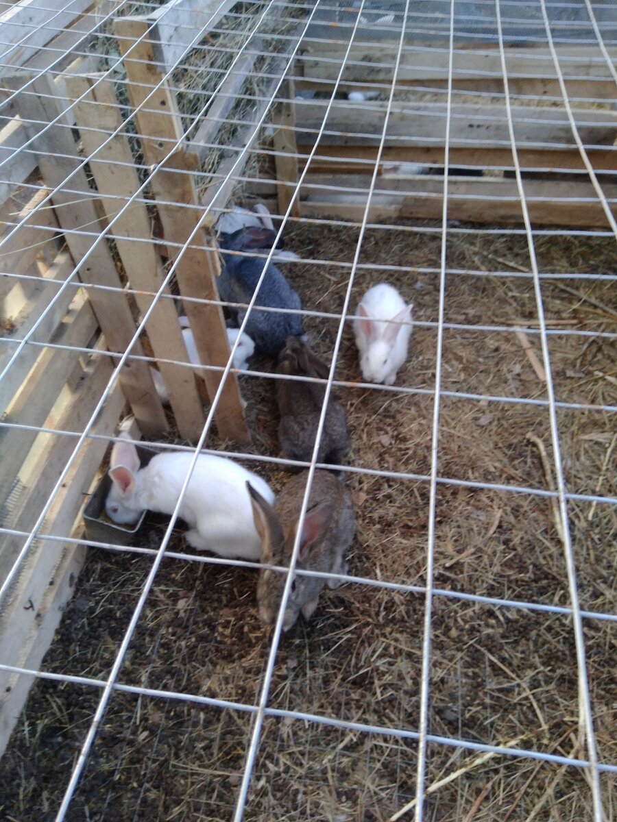 Вольер для "буйных"